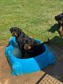 cucciolo rottweiler