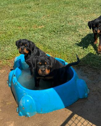 cucciolo rottweiler