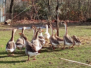 Oche Tolosa cignoide