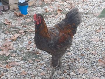 Galline e galli giovani australop/Marans o incroci