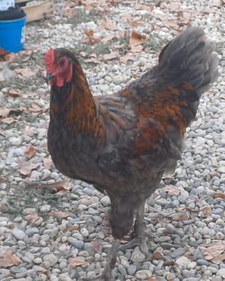 Galline e galli giovani australop/Marans o incroci