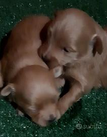 Maltipoo toy red
