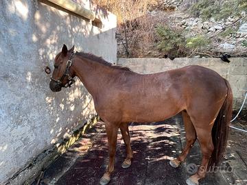 Pony