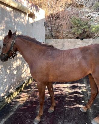 Pony
