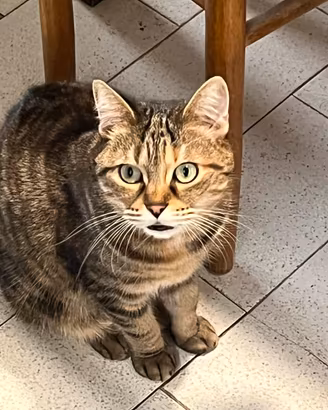 Due gatti tigrati