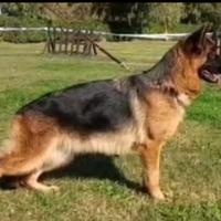 Pastore tedesco femmina 4 anni