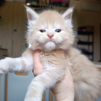Maine coon con Pedigree