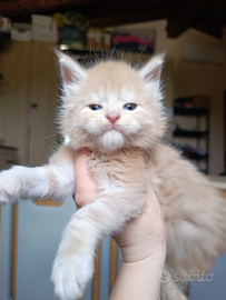 Maine coon con Pedigree