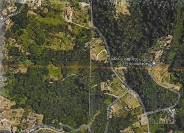 Terreno boschivo