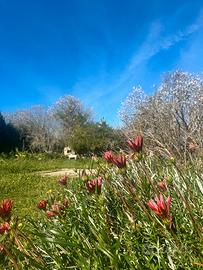Proprietà indipendente con terreno