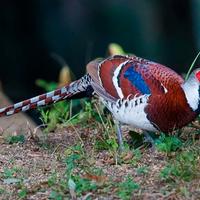 Maschio di fagiano di elliot