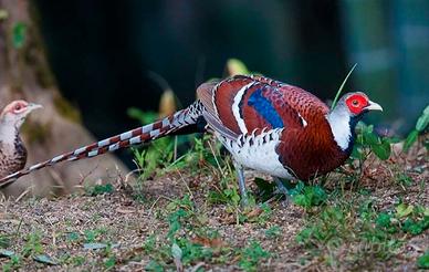 Maschio di fagiano di elliot