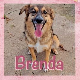 Brenda  1 anno taglia media 