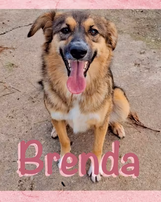 Brenda  1 anno taglia media 
