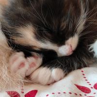 Norvegese delle foreste