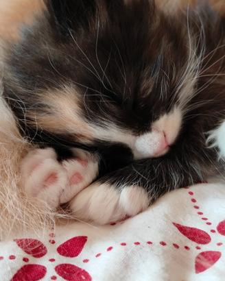 Norvegese delle foreste