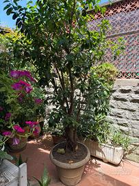 Pianta di benjamino