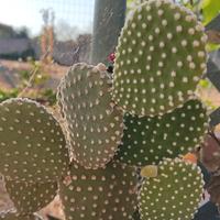 Talea pianta grassa Opuntia