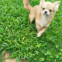 Chihuahua cucciole con pedigree