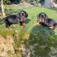 Bassotti Nani Nero-Focato femmine