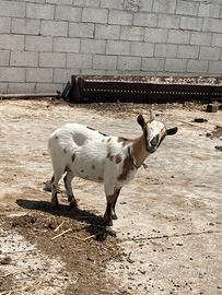 Capra tibetana