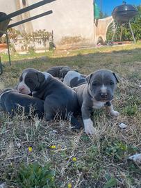 Cuccioli amstaff blu