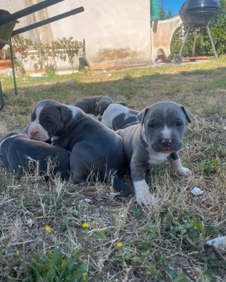 Cuccioli amstaff blu