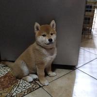 Shiba cuccioli con pedigree