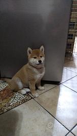 Shiba cuccioli con pedigree