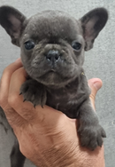 Bouledogue francese
