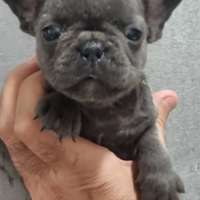 Bouledogue francese