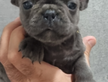 Bouledogue francese