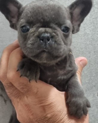 Bouledogue francese