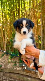 3 cuccioli Pastore Australiano black tricolor