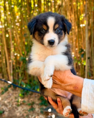 3 cuccioli Pastore Australiano black tricolor