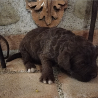 Lagotto