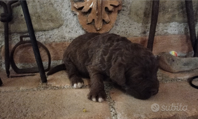 Lagotto