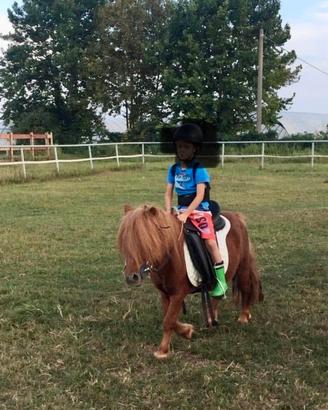 Pony