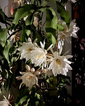 Talea di Epiphyllum