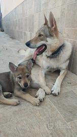 Cucciole di Cane Lupo Cecoslovacco – Pedigree ENCI