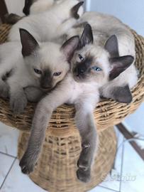 Old Style Siamese , Thai Pedigree e microchip
