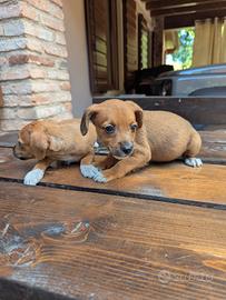 Oscar e Billy