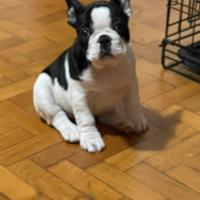 L'ultimo bulldog francese femmina