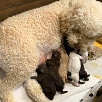 Cuccioli lagotto romagnolo