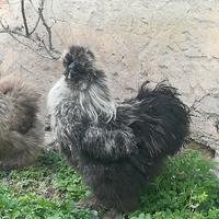 Gallo giovane moroseta