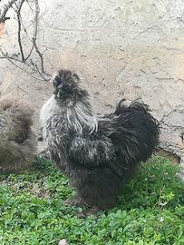 Gallo giovane moroseta