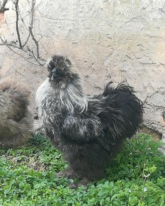 Gallo giovane moroseta