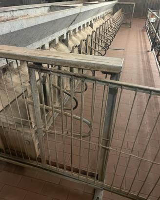 Catture per ovini