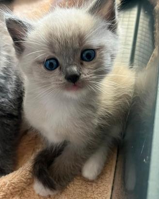 Gattino Snowshoe
