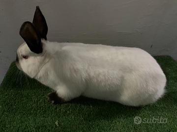 Conigli purissimi